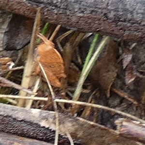 Goniaea sp. (genus) at Borough, NSW - suppressed