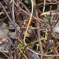 Goniaea sp. (genus) at Borough, NSW - suppressed