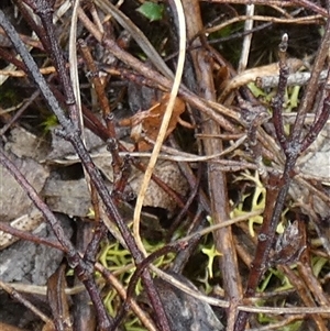 Goniaea sp. (genus) at Borough, NSW - suppressed