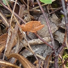 Goniaea sp. (genus) at Borough, NSW - suppressed