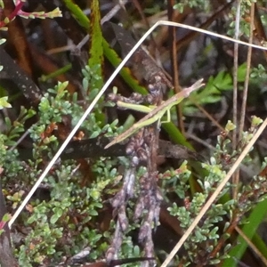 Keyacris scurra at Borough, NSW - suppressed