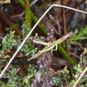 Keyacris scurra at Borough, NSW - suppressed