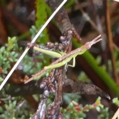 Keyacris scurra at Borough, NSW - suppressed