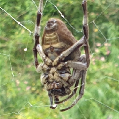 Unidentified Spider by MazzV