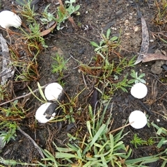 Lycoperdon sp. (Puffball) by Paul4K