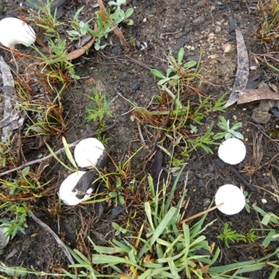 Lycoperdon sp. (Puffball) by Paul4K