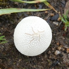 Lycoperdon sp. at Borough, NSW - suppressed