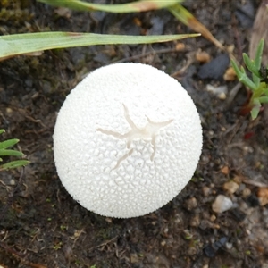 Lycoperdon sp. at Borough, NSW - suppressed