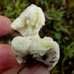Lycoperdon sp. at Borough, NSW - suppressed