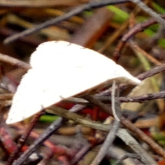 Unidentified Moth (Lepidoptera) by Paul4K