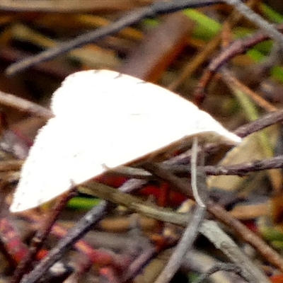 Unidentified Moth (Lepidoptera) by Paul4K