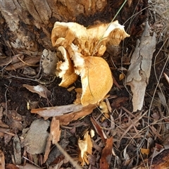 Unidentified Cap, gills below, no stem & usually on wood [stemless mushrooms & the like] by Paul4K