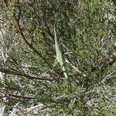 Acrida conica (Giant green slantface) at Borough, NSW - 13 Feb 2025 by Paul4K