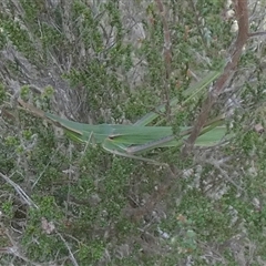 Acrida conica at Borough, NSW - suppressed