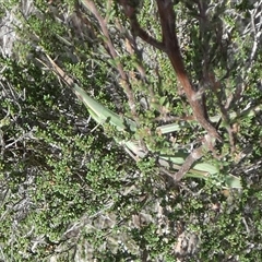 Acrida conica at Borough, NSW - suppressed