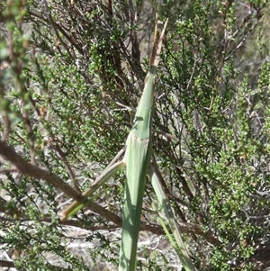 Acrida conica at Borough, NSW - suppressed