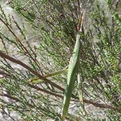 Acrida conica at Borough, NSW - suppressed