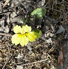 Goodenia hederacea subsp. hederacea (Ivy Goodenia, Forest Goodenia) at Cook, ACT - 13 Feb 2025 by lbradley