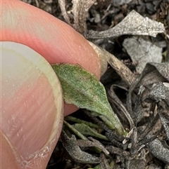 Goodenia hederacea subsp. hederacea at Cook, ACT - 13 Feb 2025 03:53 PM