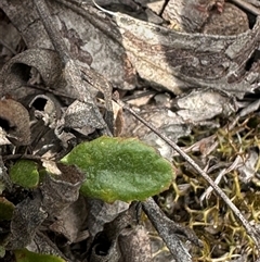 Goodenia hederacea subsp. hederacea at Cook, ACT - 13 Feb 2025 03:53 PM