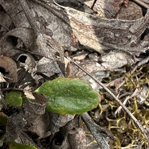 Goodenia hederacea subsp. hederacea at Cook, ACT - 13 Feb 2025 03:53 PM