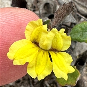 Goodenia hederacea subsp. hederacea at Cook, ACT - 13 Feb 2025 03:53 PM