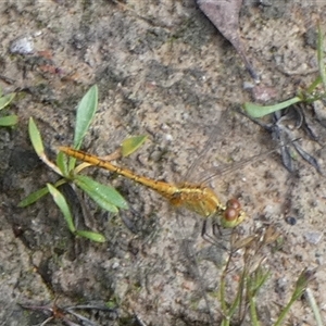 Diplacodes bipunctata (Wandering Percher) at Borough, NSW - 13 Feb 2025 by Paul4K