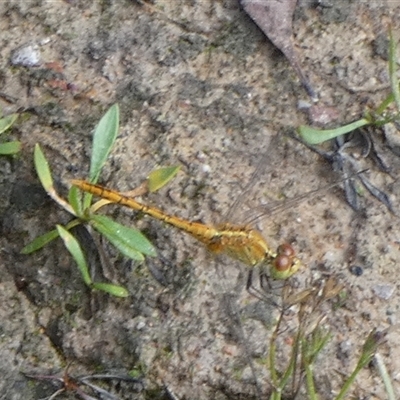 Unidentified Dragonfly (Anisoptera) by Paul4K