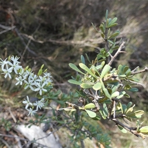 Bursaria spinosa at Borough, NSW - suppressed