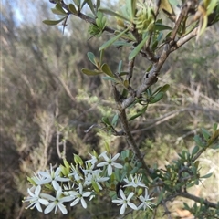 Bursaria spinosa at Borough, NSW - suppressed