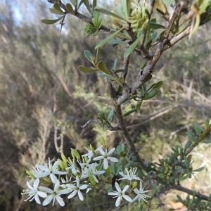 Bursaria spinosa at Borough, NSW - suppressed