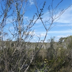 Bursaria spinosa at Borough, NSW - suppressed