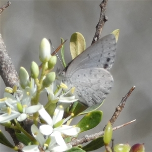 Erina hyacinthina at Borough, NSW - suppressed