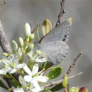 Erina hyacinthina (Varied Dusky-blue) at Borough, NSW - 13 Feb 2025 by Paul4K