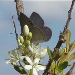 Erina hyacinthina at Borough, NSW - suppressed
