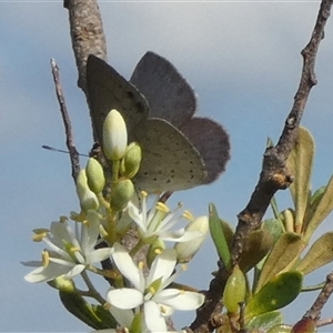 Erina hyacinthina at Borough, NSW - suppressed