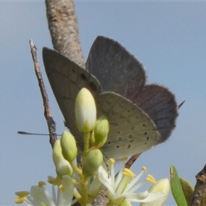 Erina hyacinthina at Borough, NSW - suppressed