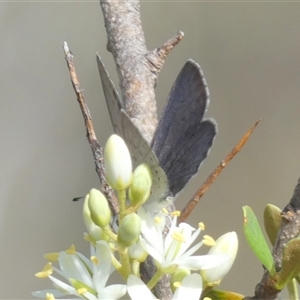 Erina hyacinthina at Borough, NSW - suppressed