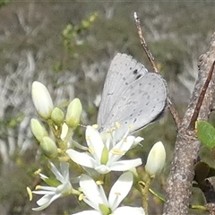 Erina hyacinthina at Borough, NSW - suppressed