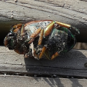 Anoplognathus brunnipennis at Borough, NSW - suppressed