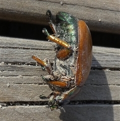 Anoplognathus brunnipennis at Borough, NSW - suppressed