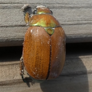 Anoplognathus brunnipennis at Borough, NSW - suppressed