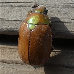 Anoplognathus brunnipennis at Borough, NSW - suppressed