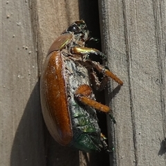 Anoplognathus brunnipennis at Borough, NSW - suppressed