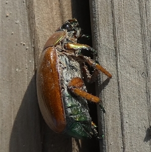 Anoplognathus brunnipennis at Borough, NSW - suppressed