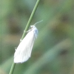 Tipanaea patulella (The White Crambid moth) at Borough, NSW - 13 Feb 2025 by Paul4K