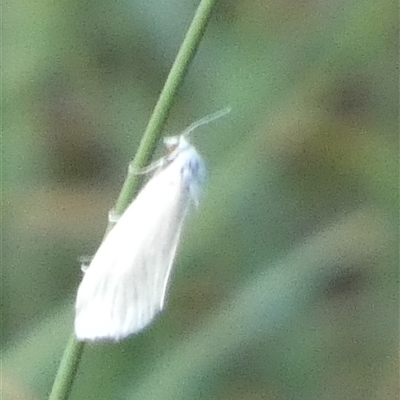 Tipanaea patulella (The White Crambid moth) at Borough, NSW - 13 Feb 2025 by Paul4K