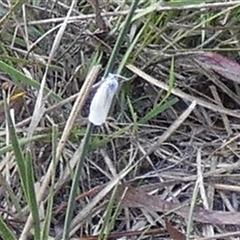 Tipanaea patulella at Borough, NSW - suppressed