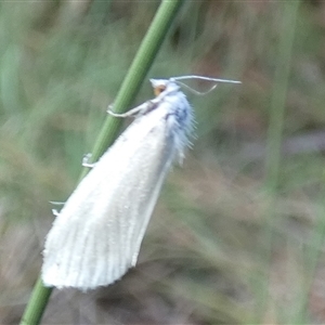 Tipanaea patulella at Borough, NSW - suppressed