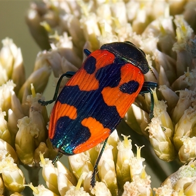 Castiarina delectabilis (A jewel beetle) at Thredbo, NSW - 12 Feb 2025 by jb2602